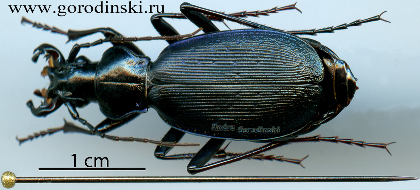 http://www.gorodinski.ru/carabus/Tribax circassicus teberdensis.jpg